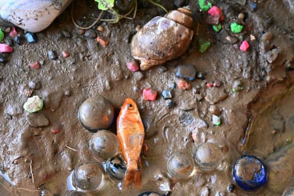 "Fish in these conditions are going to die one way or another," Wet Pet Vet founder Ben Rosenbloom told The Post.